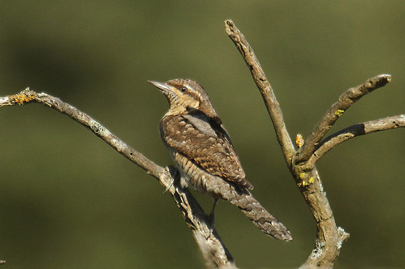 Wryneck by Mick Dryden