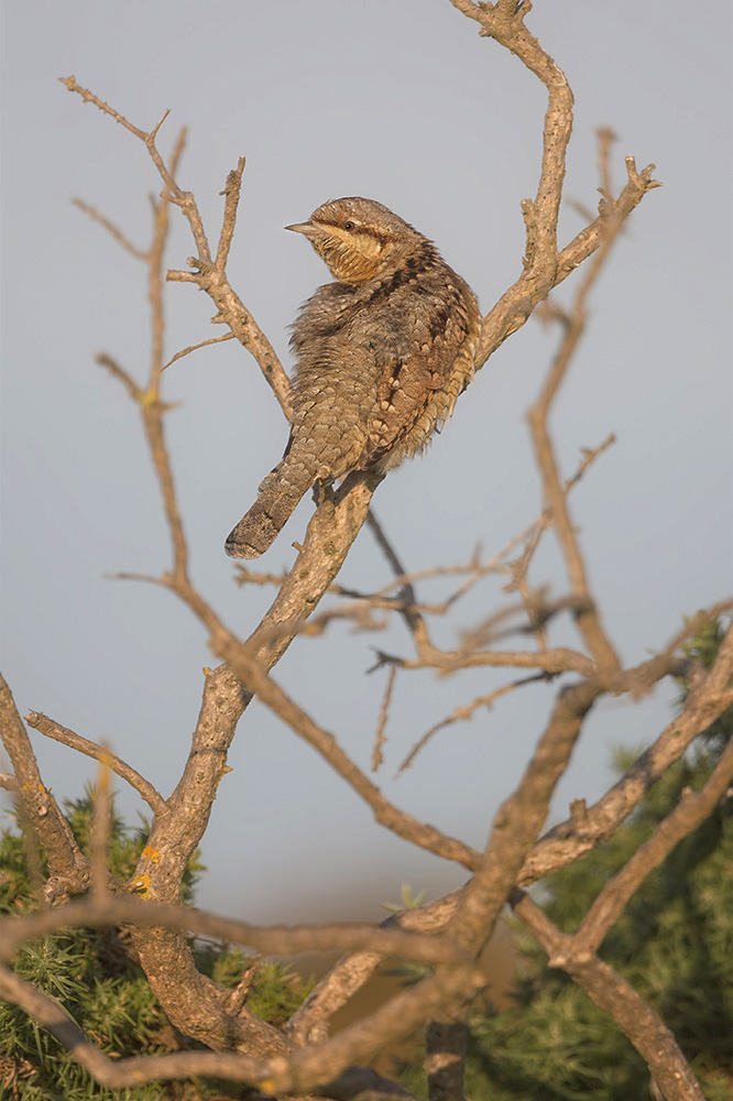 Wryneck by Kris Bell