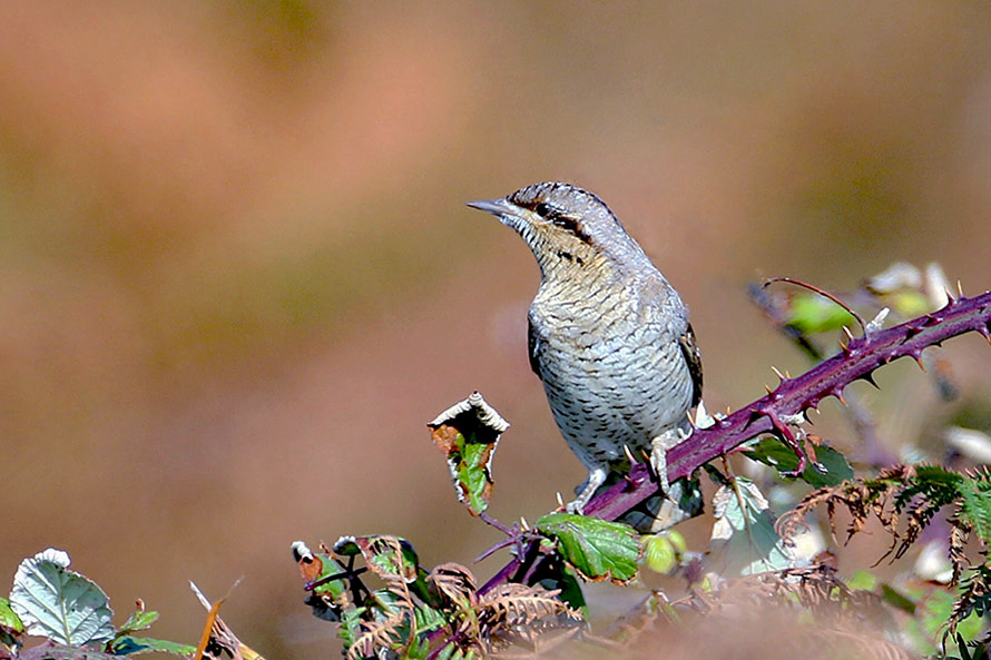 Wryneck by Alan Modral