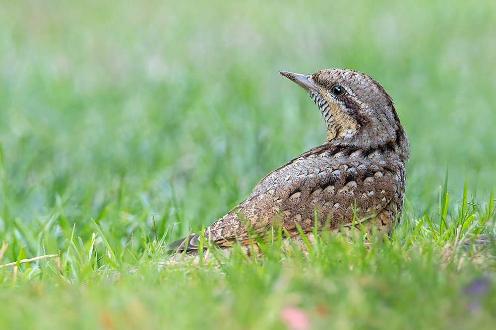 Wryneck by Romano da Costa