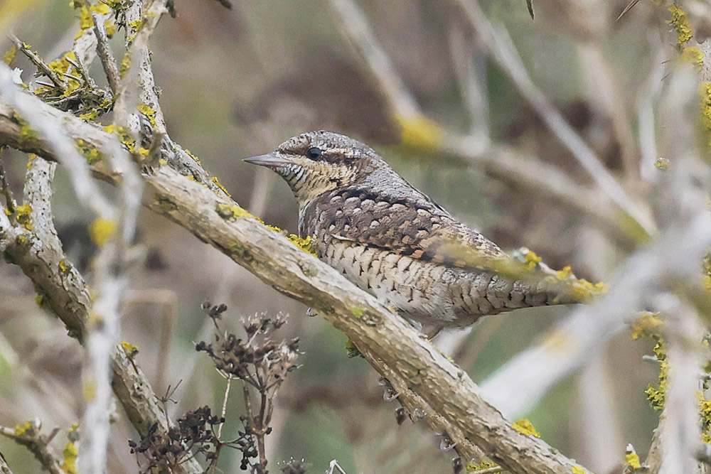 Wryneck by Mick Dryden