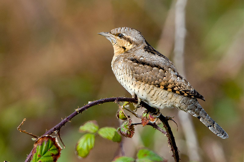 Wryneck by Romano da Costa