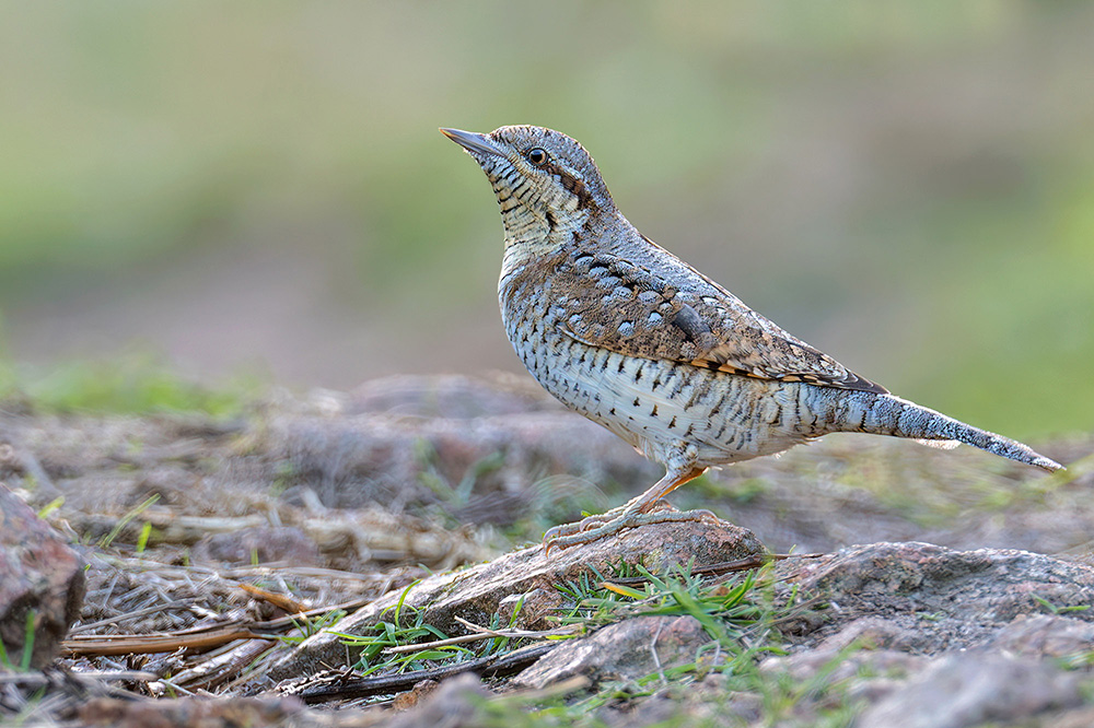 Wryneck by Romano da Costa
