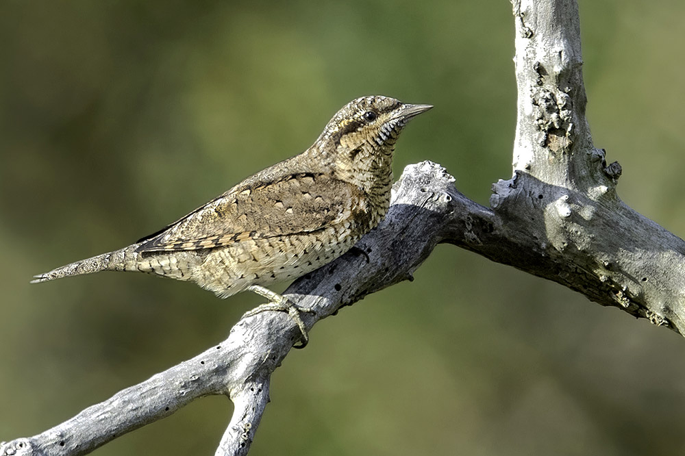 Wryneck by Romano da Costa