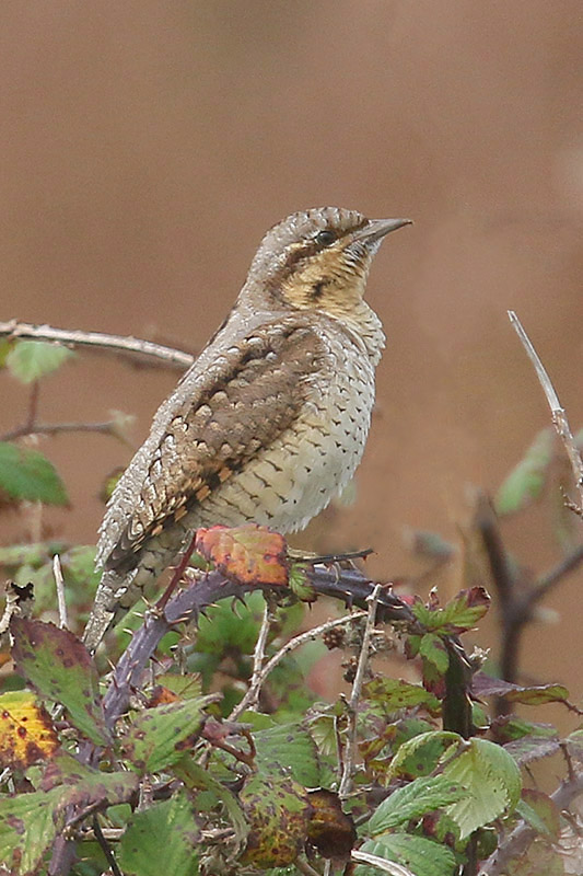 Wryneck by Mick Dryden