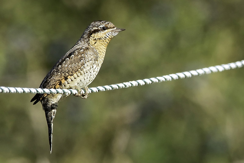 Wryneck by Romano da Costa