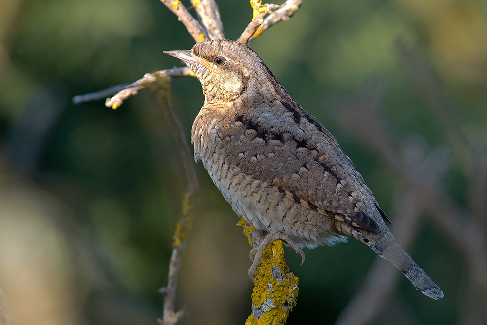 Wryneck by Romano da Costa