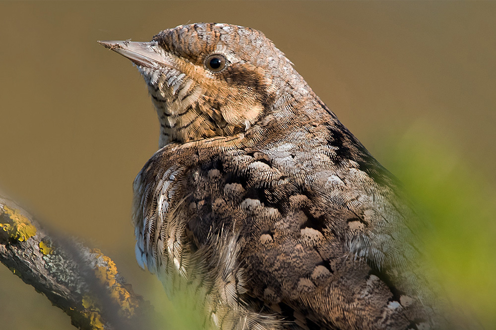 Wryneck by Romano da Costa