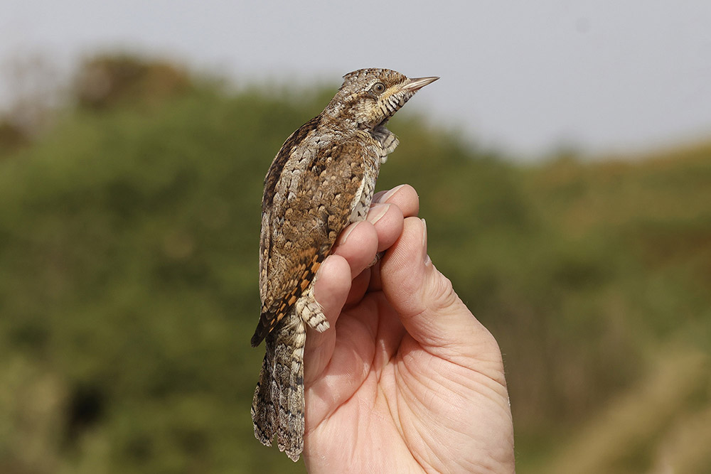 Wryneck by Mick Dryden