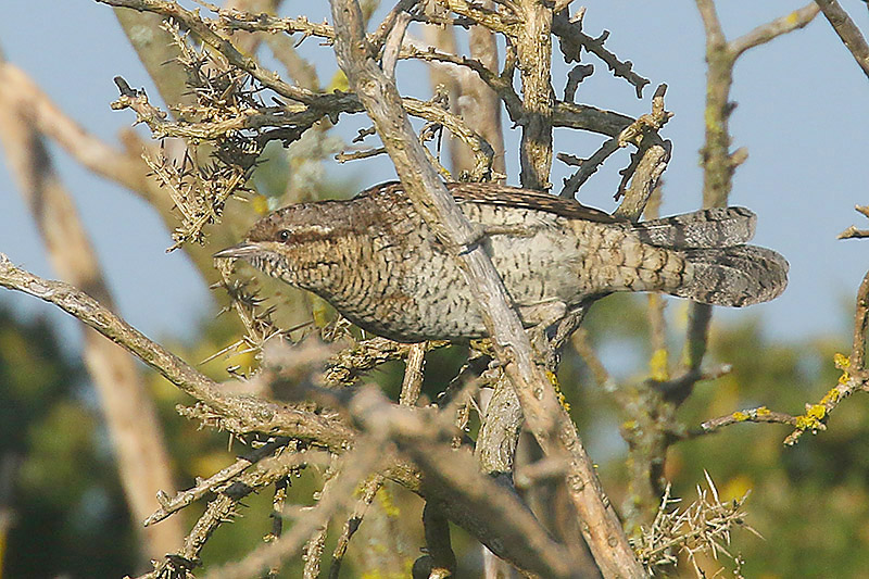 Wryneck by Mick Dryden