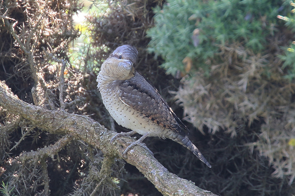 Wryneck by Mick Dryden