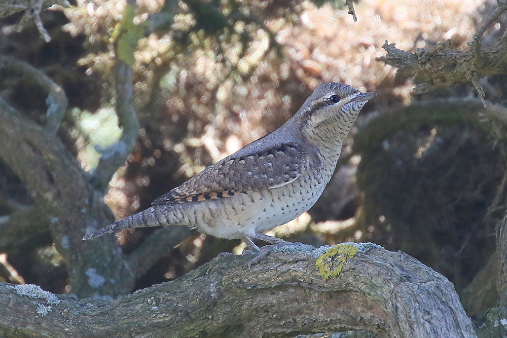 Wryneck by Mick Dryden