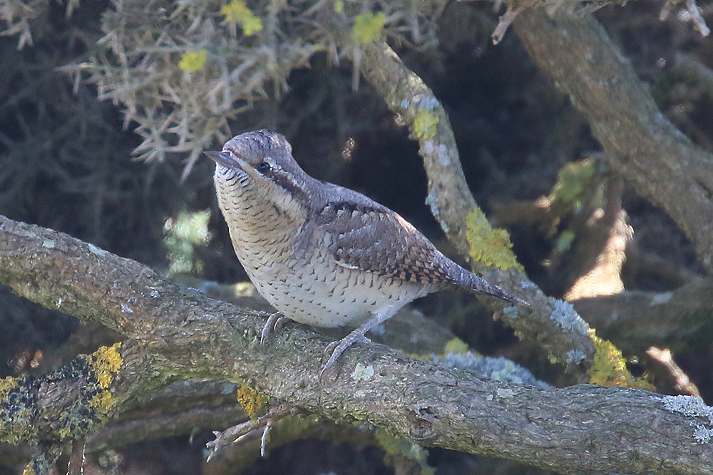 Wryneck by Mick Dryden