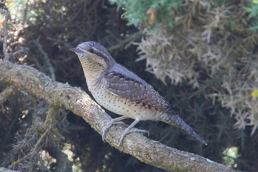Wryneck by Mick Dryden