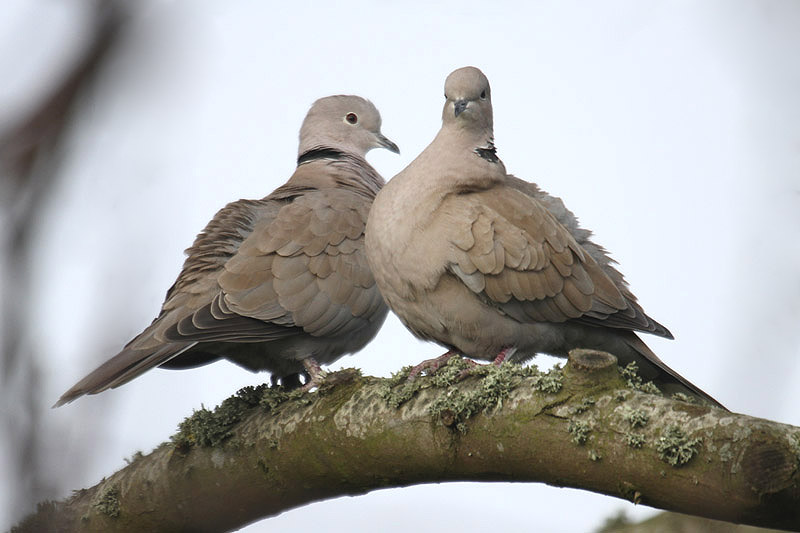 Collared Dove by Mick Dryden