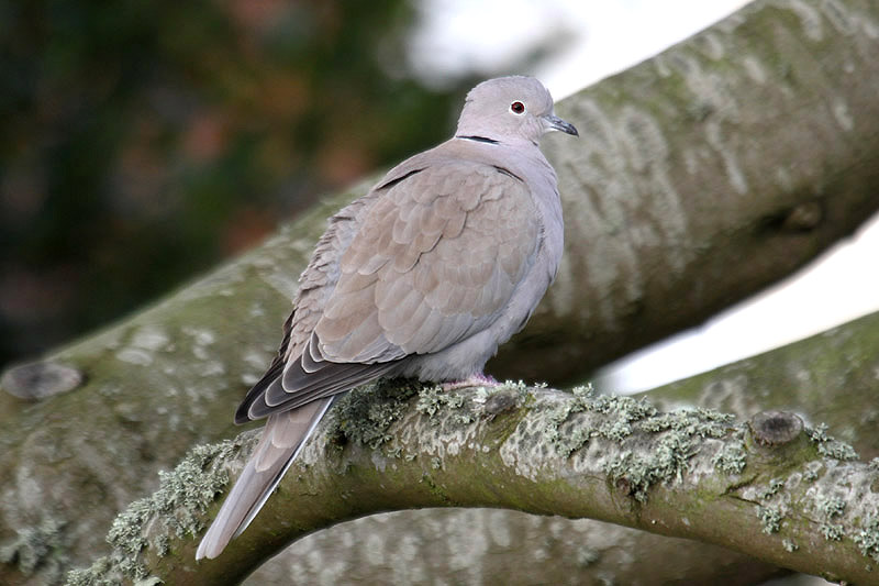 Collared Dove by Mick Dryden