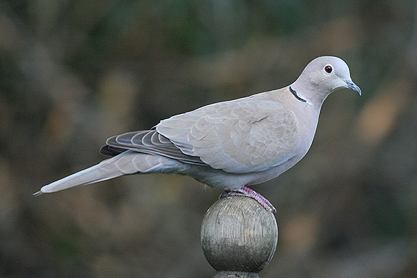 Collared Dove by Mick Dryden