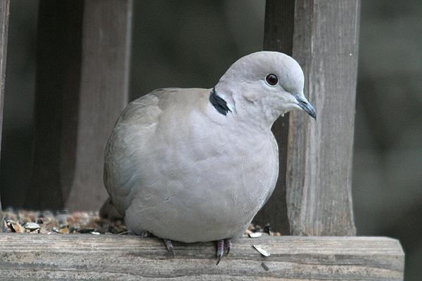 Collared Dove by Mick Dryden