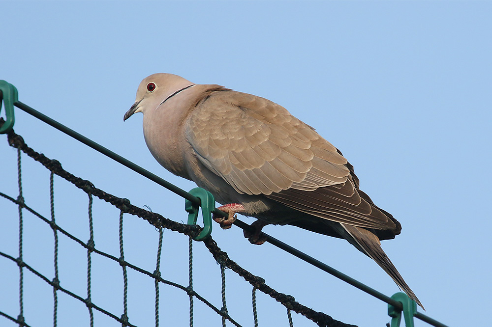 Collared Dove by Mick Dryden