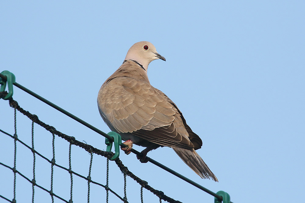 Collared Dove by Mick Dryden