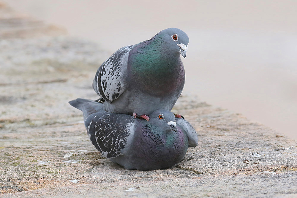 Feral Pigeon by Mick Dryden