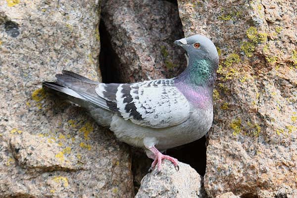 Feral Rock Dove by Mick Dryden
