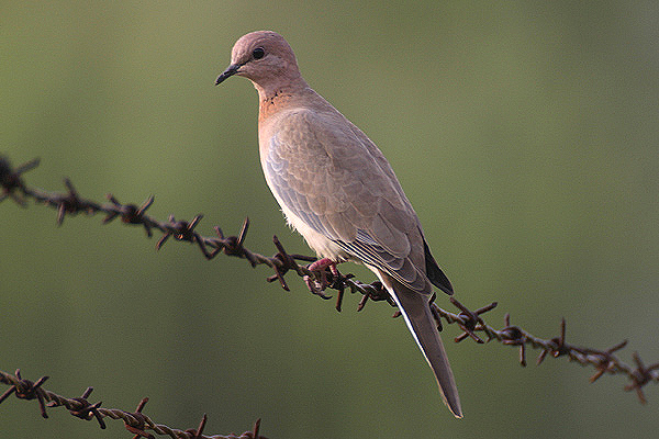 Laughing Dove by Mick Dryden