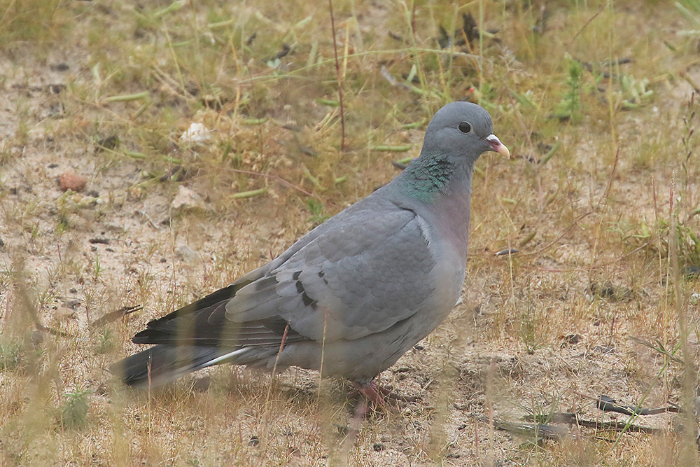 Stock Dove by Mick Dryden