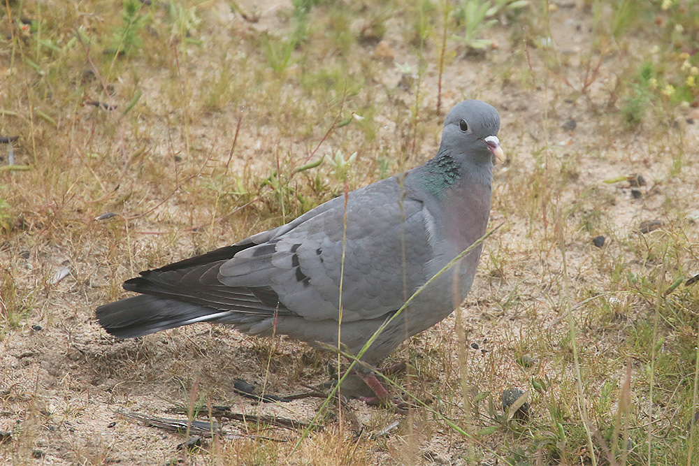 Stock Dove by Mick Dryden