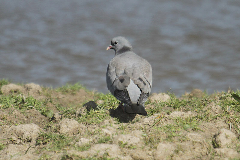 Stock Dove by Mick Dryden