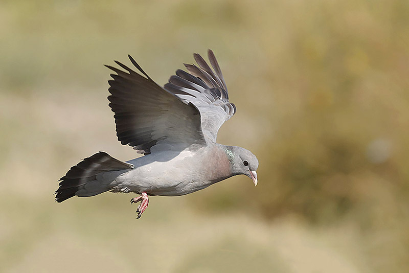 Stock Dove by Mick Dryden