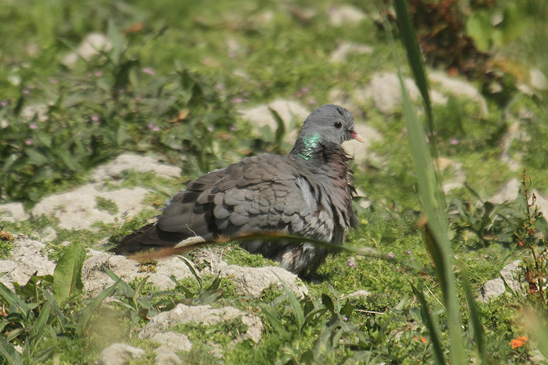 Stock Dove by Mick Dryden