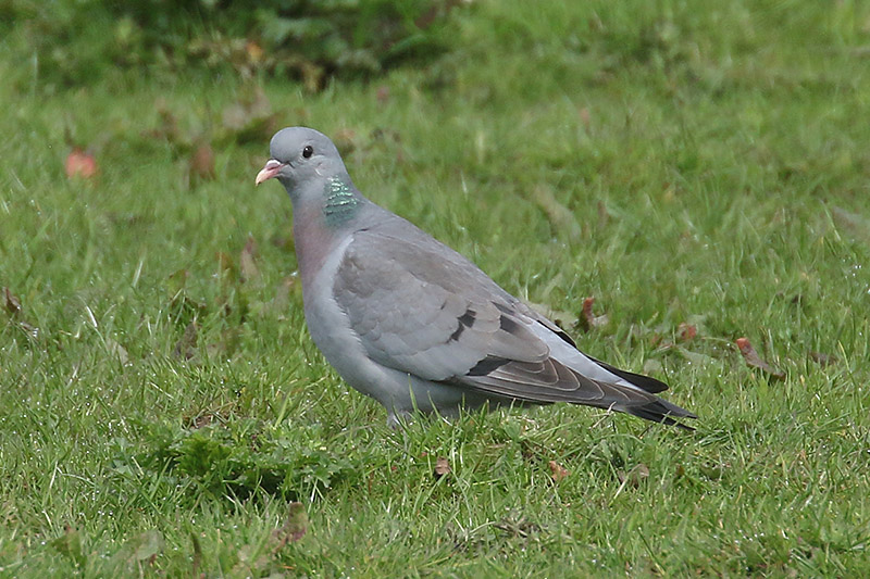 Stock Dove by Mick Dryden
