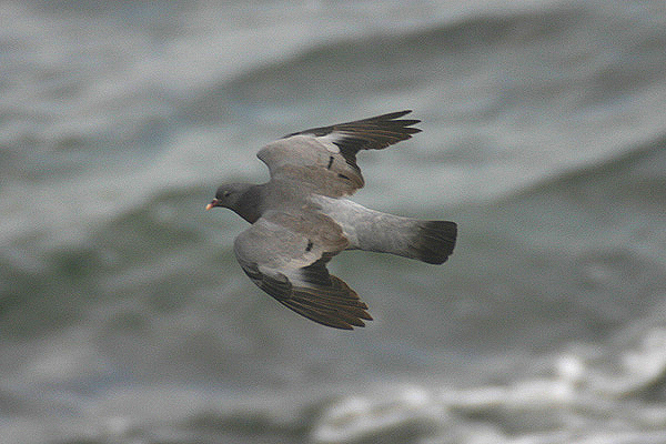 Stock Dove by Mick Dryden