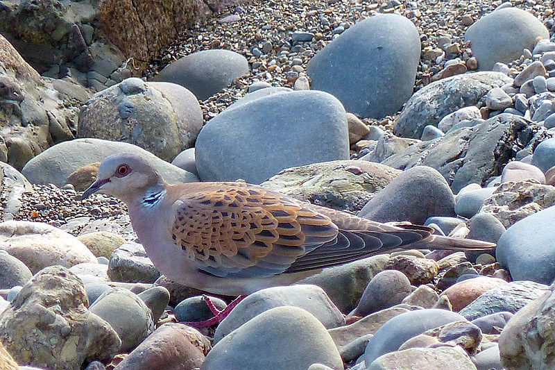 Turtle Dove by Annie Queree