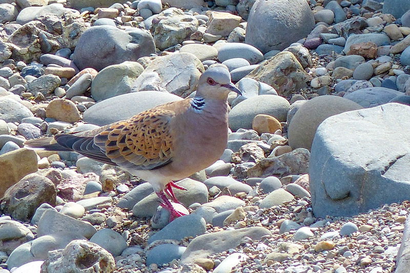 Turtle Dove by Annie Queree