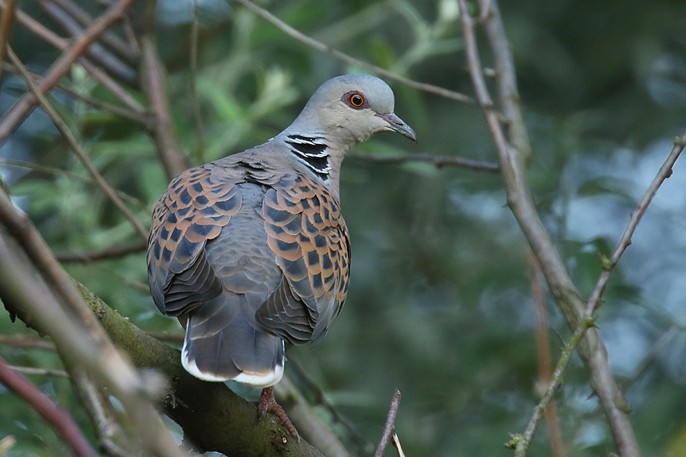 Turtle Dove by Mick Dryden