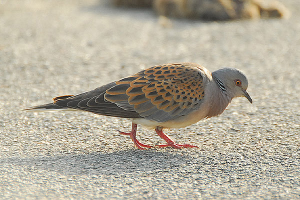 Turtle Dove by Romano da Costa