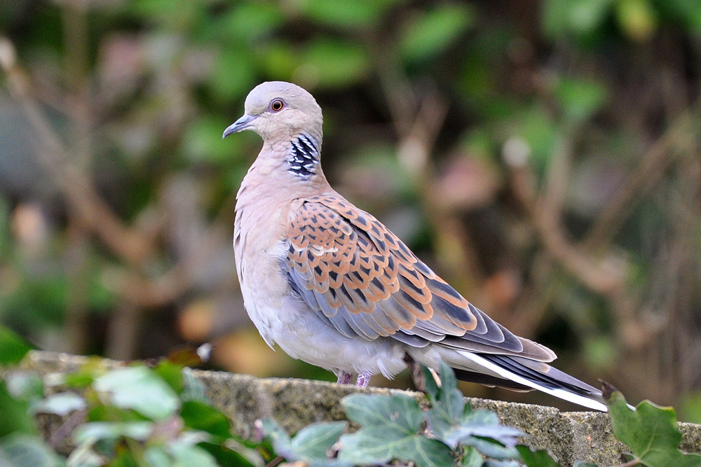 Turtle Dove by Alan Gicquel