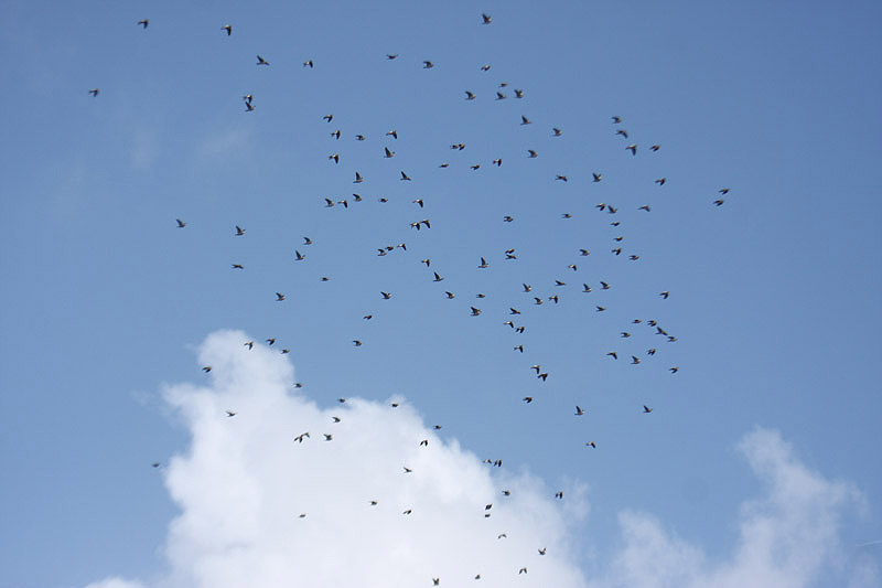 Woodpigeons by Mick Dryden