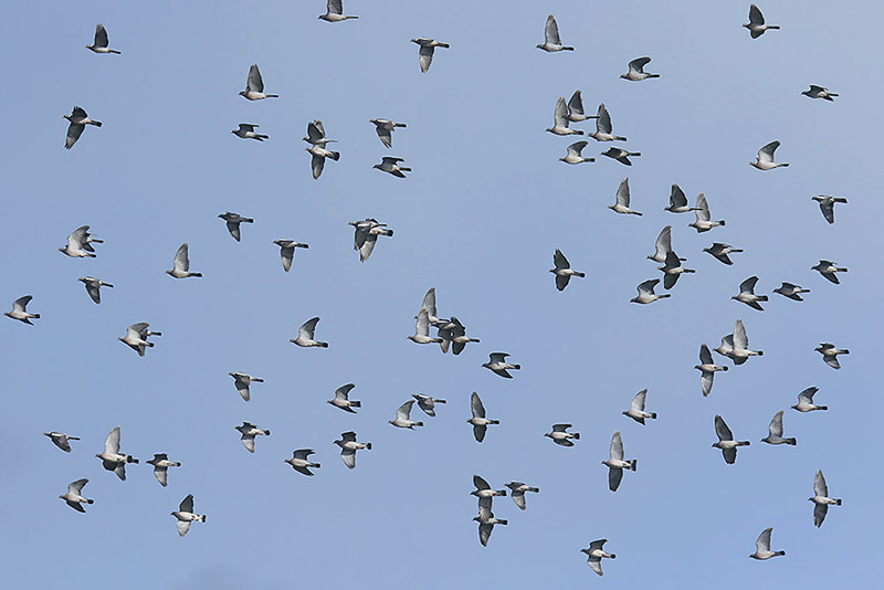 Wood Pigeons by Mick Dryden