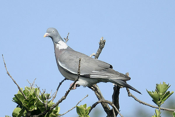 Wood Pigeon by Mick Dryden
