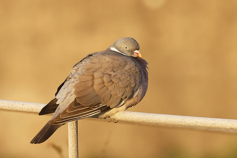 Woodpigeon by Mick Dryden