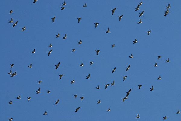 Woodpigeon by Mick Dryden