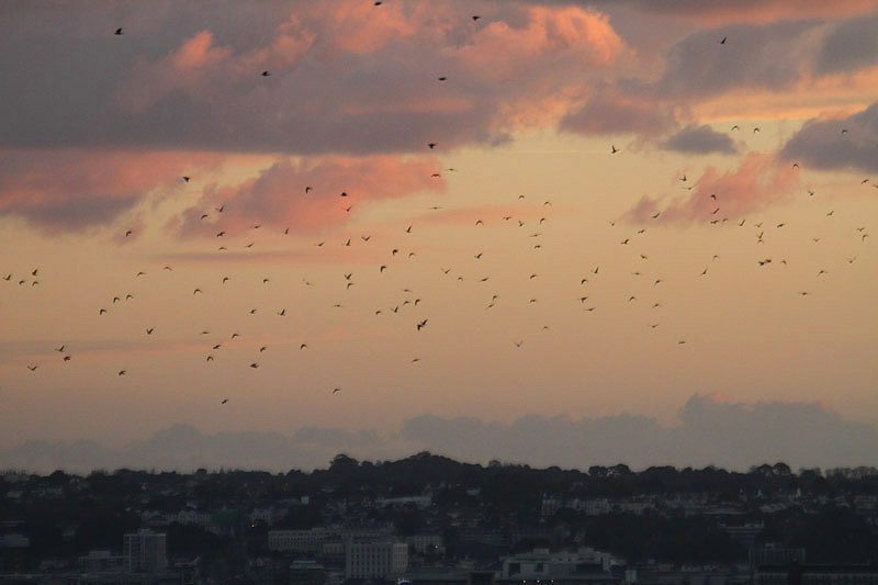 Woodpigeons over St Helier by Mick Dryden