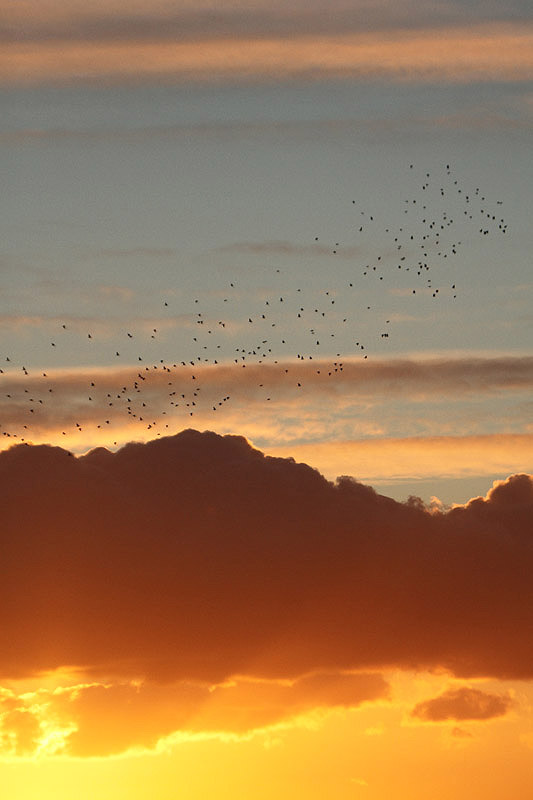 Woodpigeons by Mick Dryden