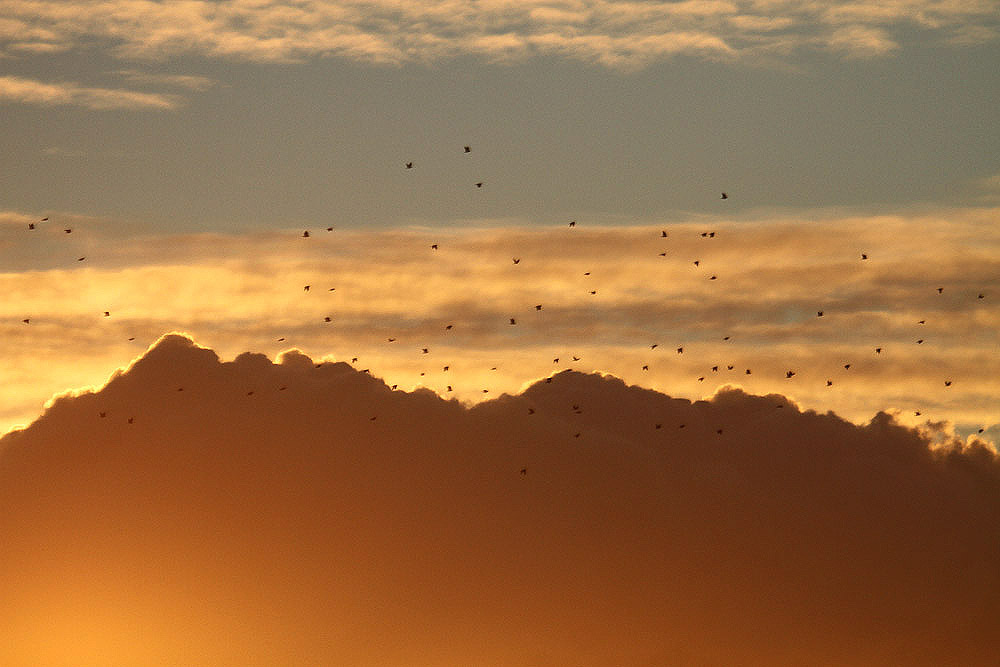 Woodpigeons by Mick Dryden