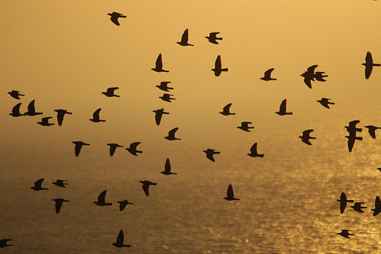 Woodpigeons by Mick Dryden