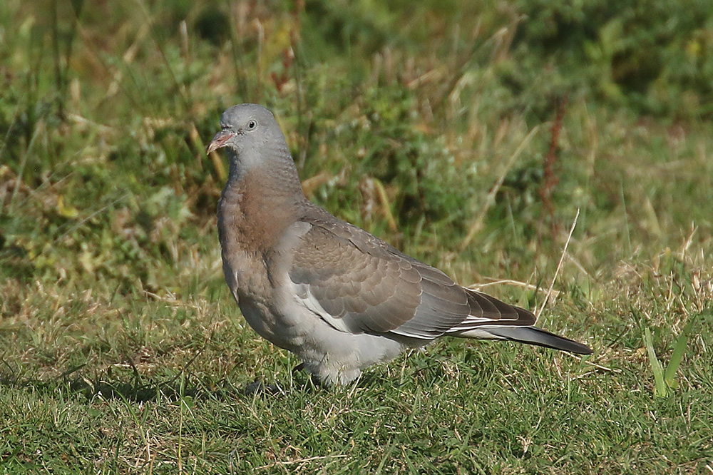 Woodpigeon by Mick Dryden