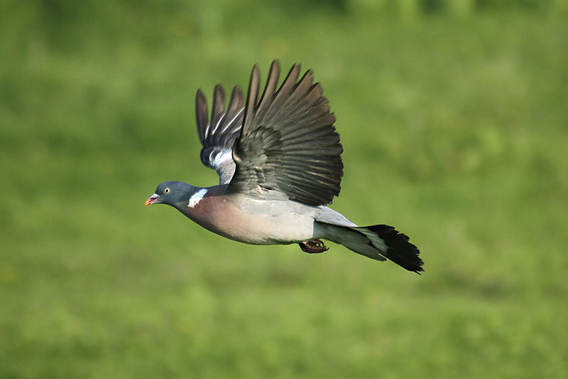 Woodpigeon by Mick Dryden